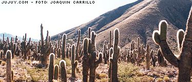20060603022943-cardones.jpg