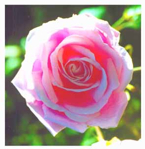 Rose.jpg